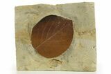 Fossil Leaf (Davidia) - Montana #327180-1